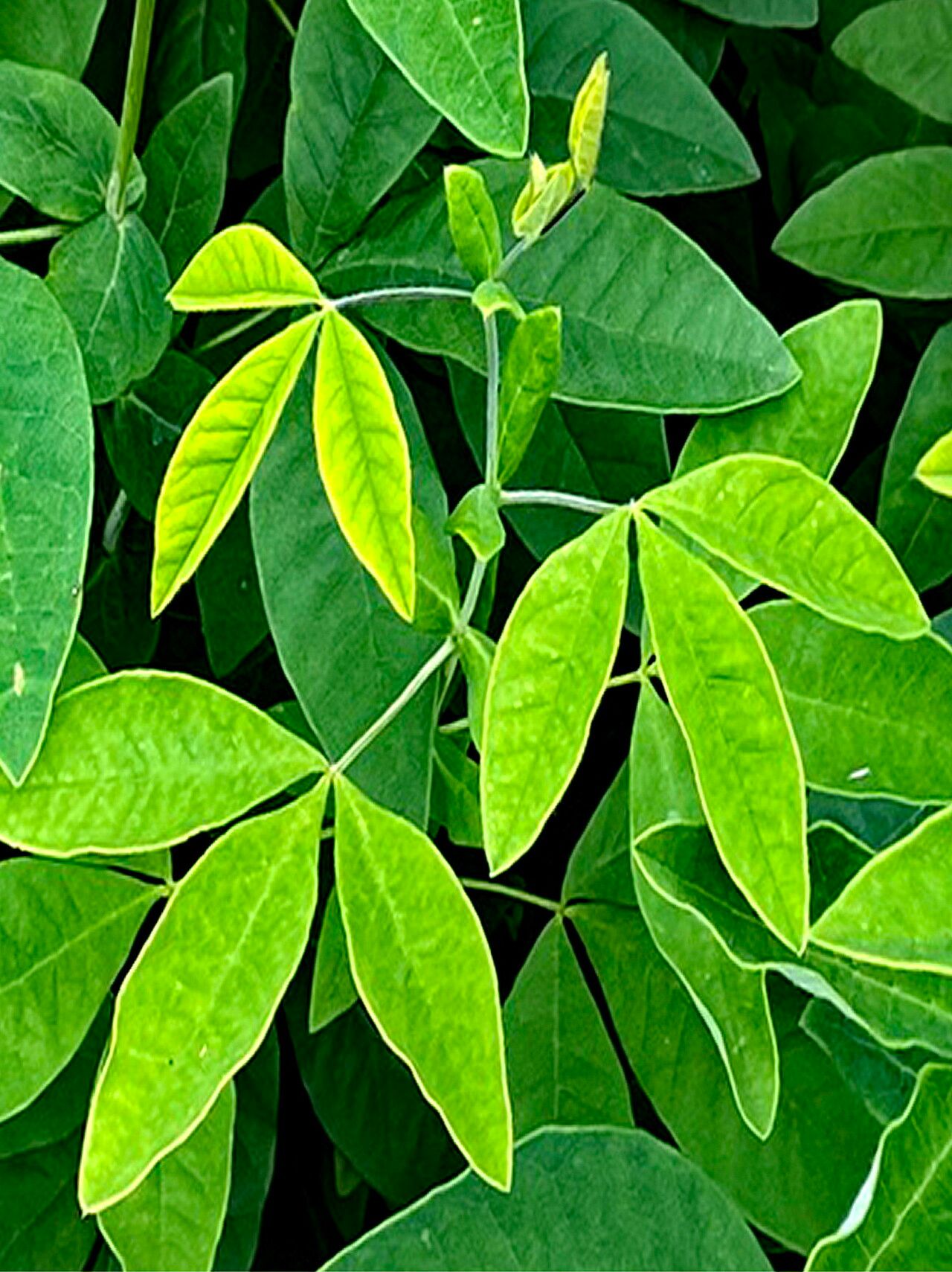 Thermopsis villosa — houseplant care guide
