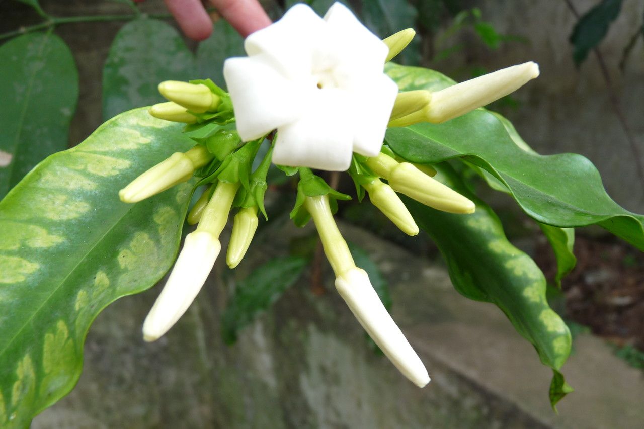 Picralima nitida flower