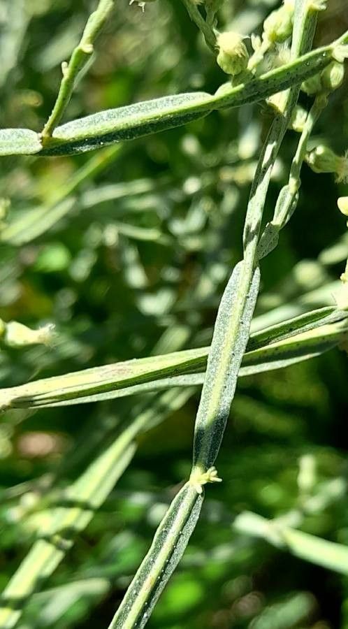 Baccharis articulata leaf