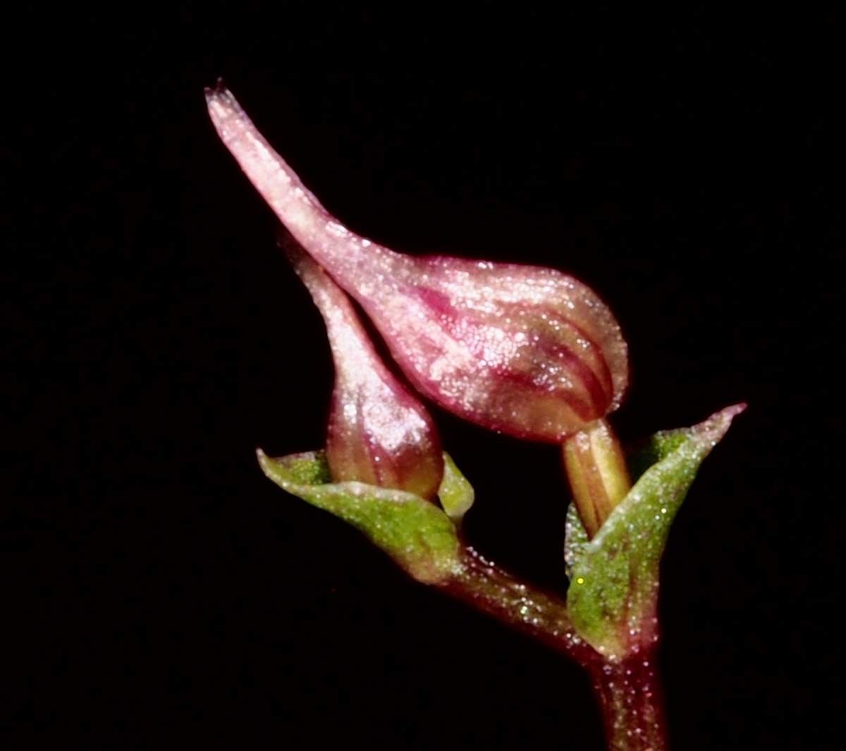 Acianthus halleanus fruit