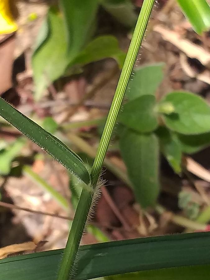 Panicum maximum — search result for 'Guinea'