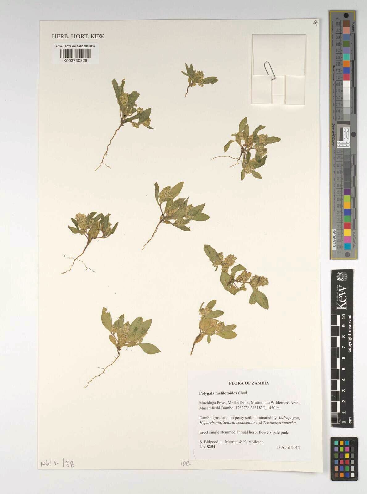 Polygala melilotoides — houseplant care guide