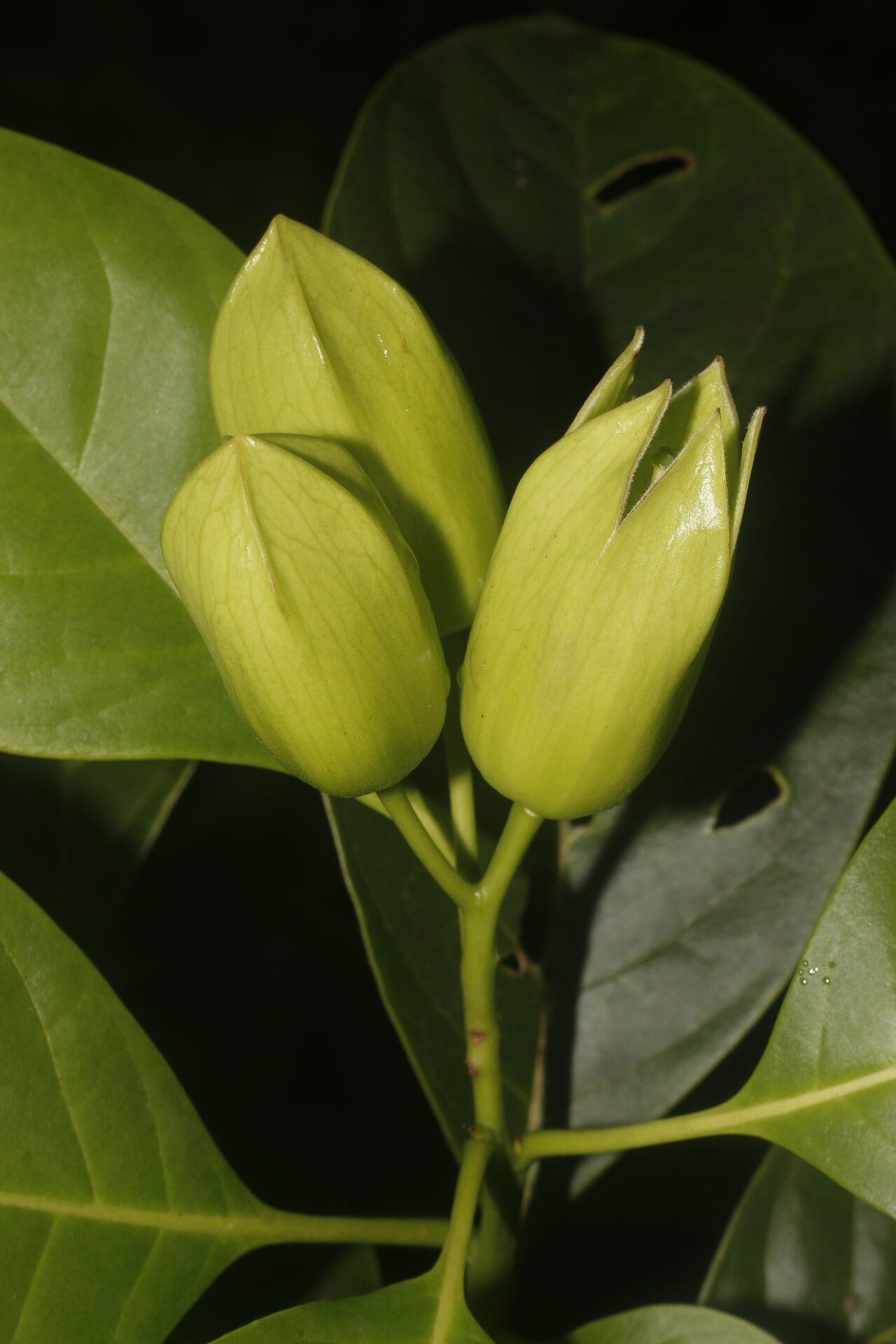 Bourreria grandicalyx fruit