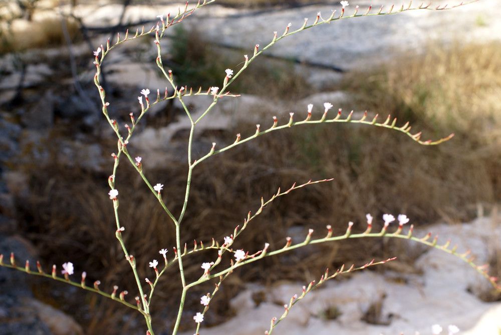 Limonium avei — houseplant care guide