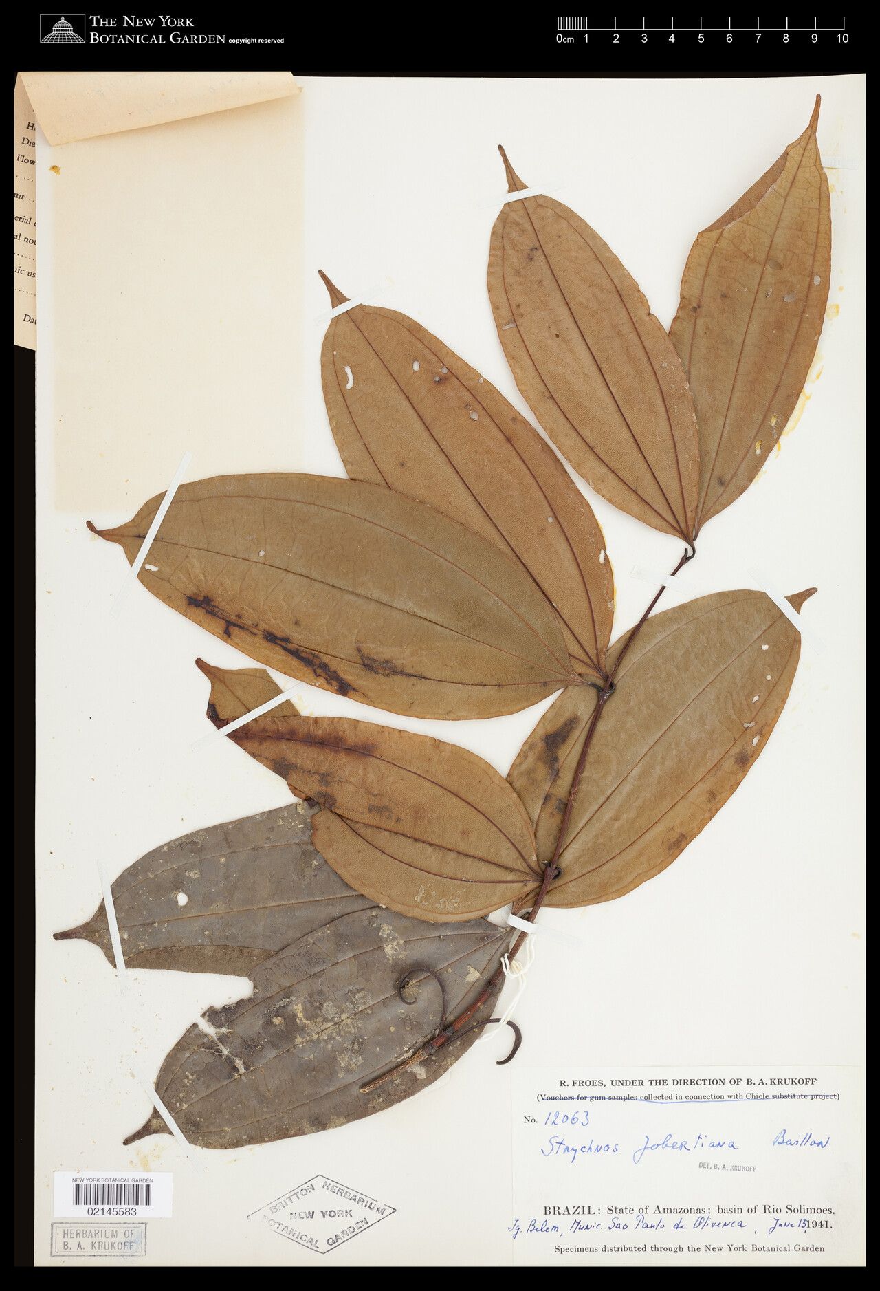 Strychnos jobertiana — houseplant care guide