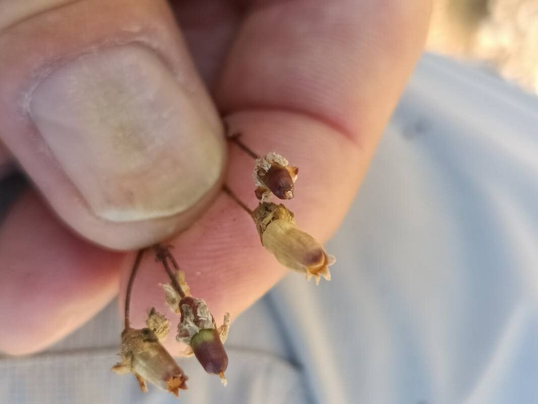 Heliosperma alpestre fruit