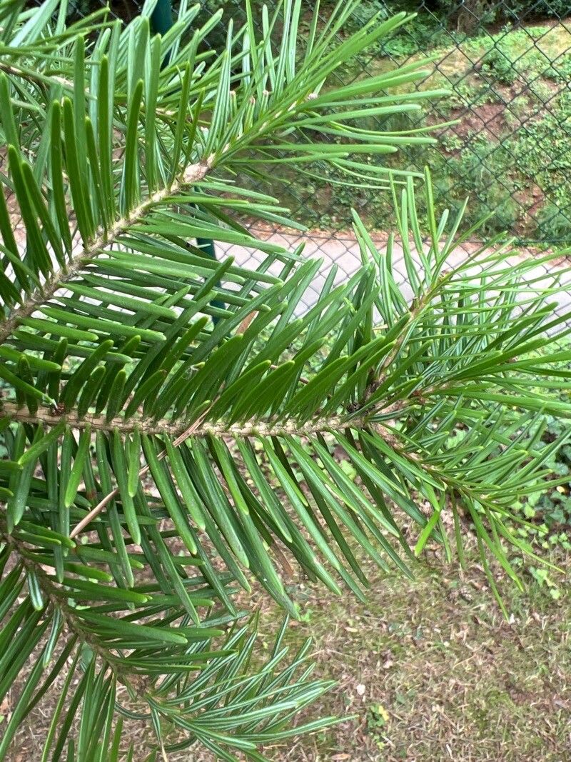 Abies squamata leaf