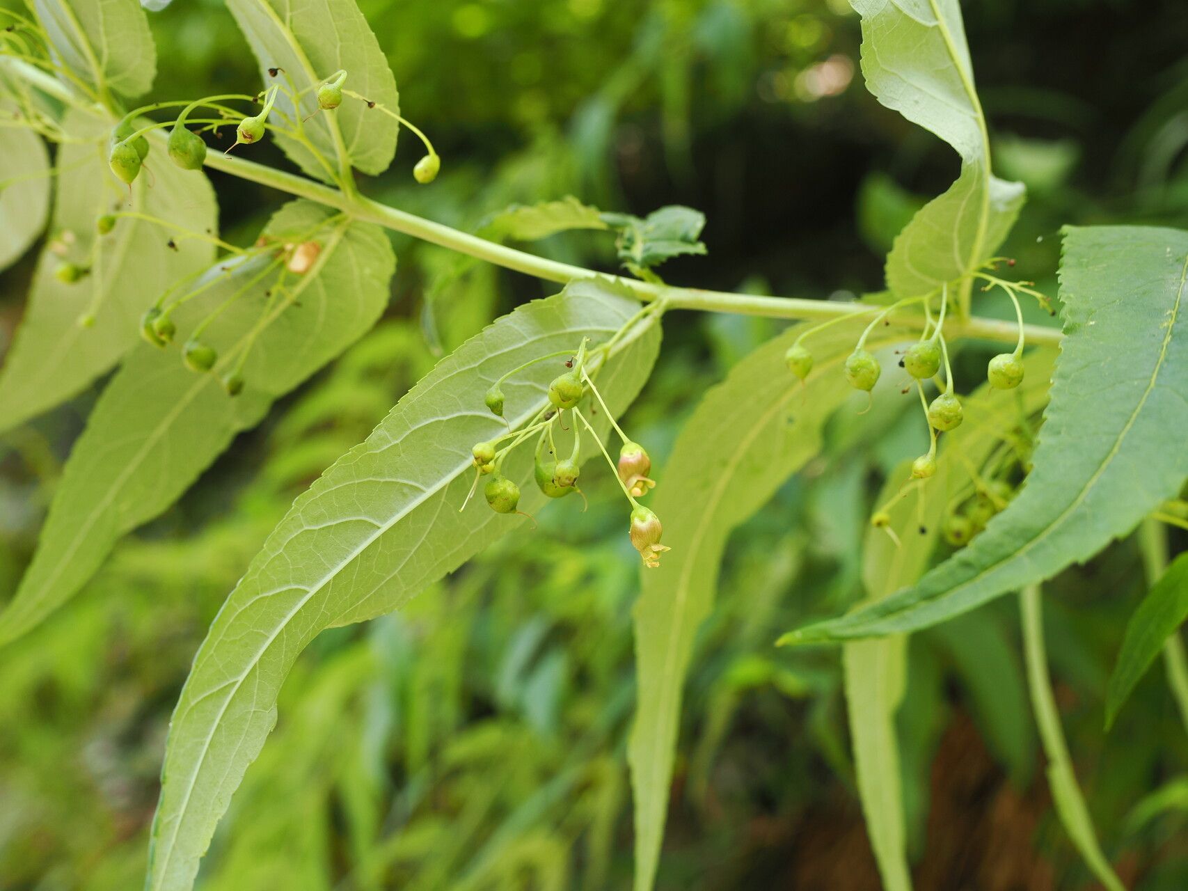 Scrophularia lateriflora — search result for 'Scrophularia'