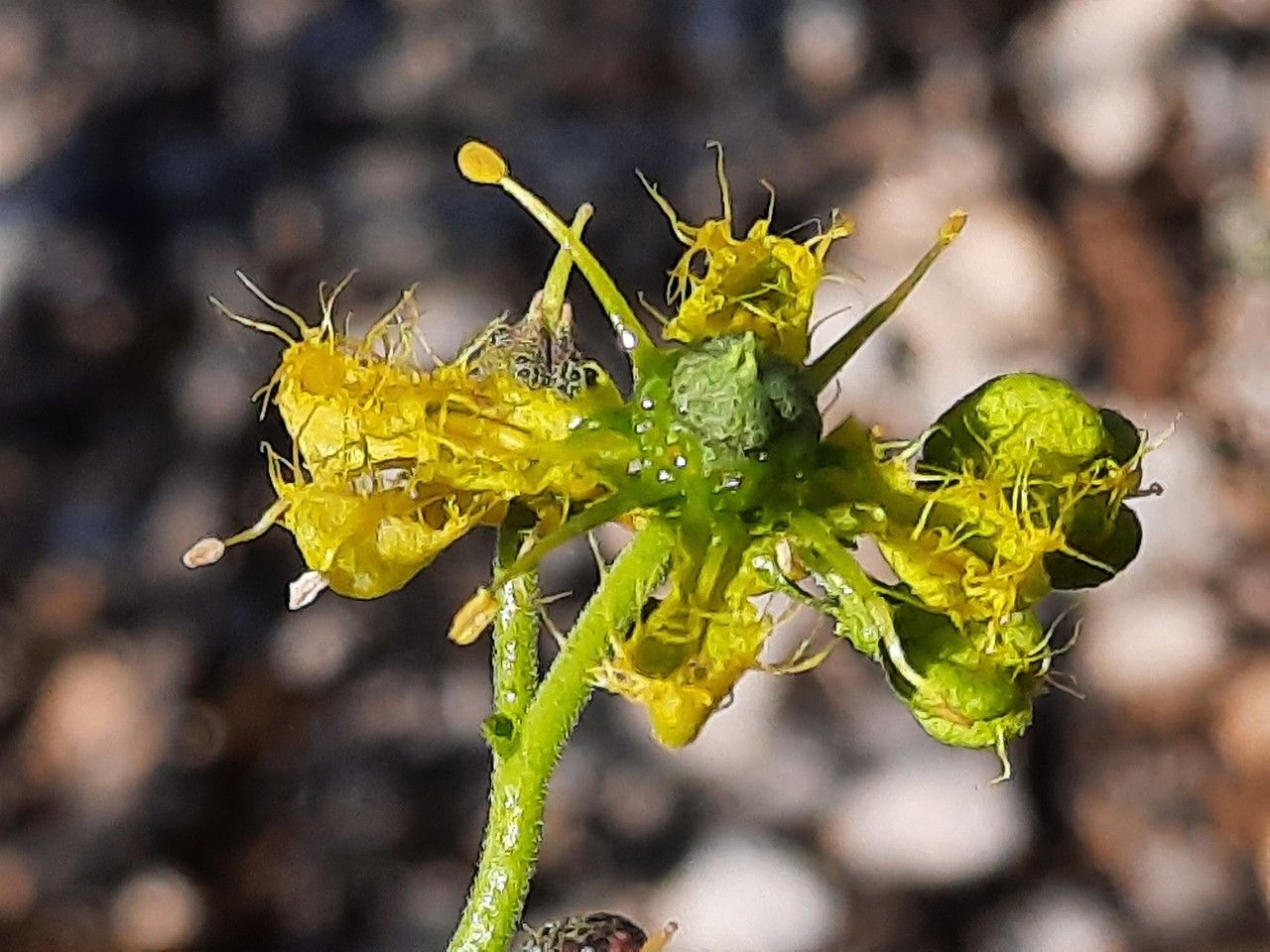 Ruta angustifolia flower