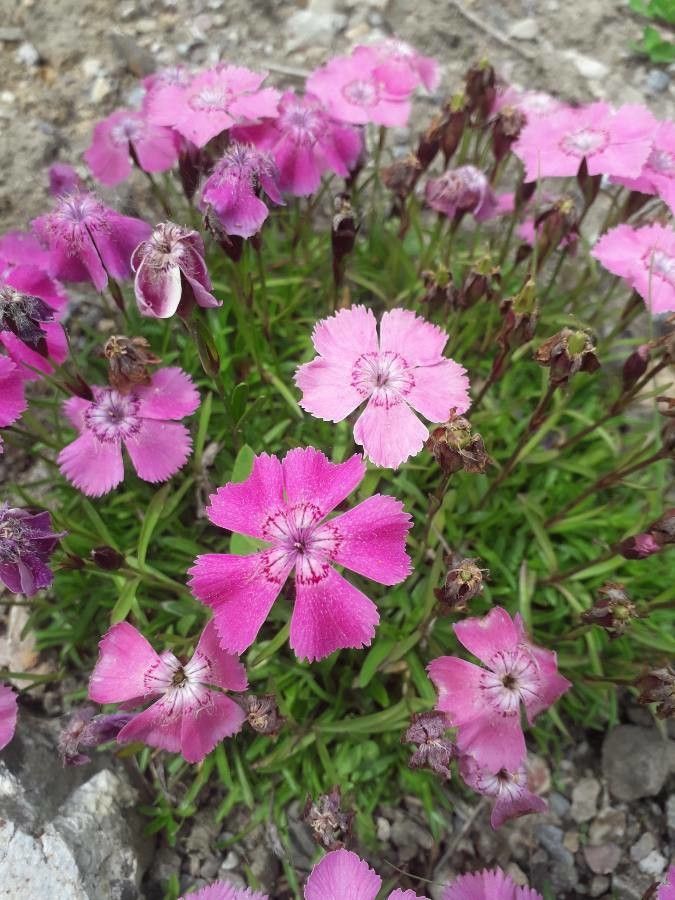 Dianthus alpinus habit