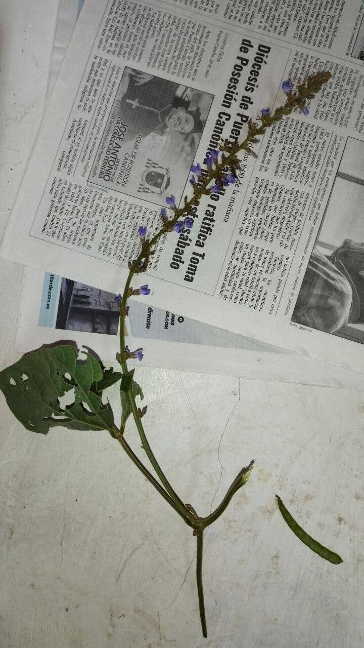 Calopogonium caeruleum habit