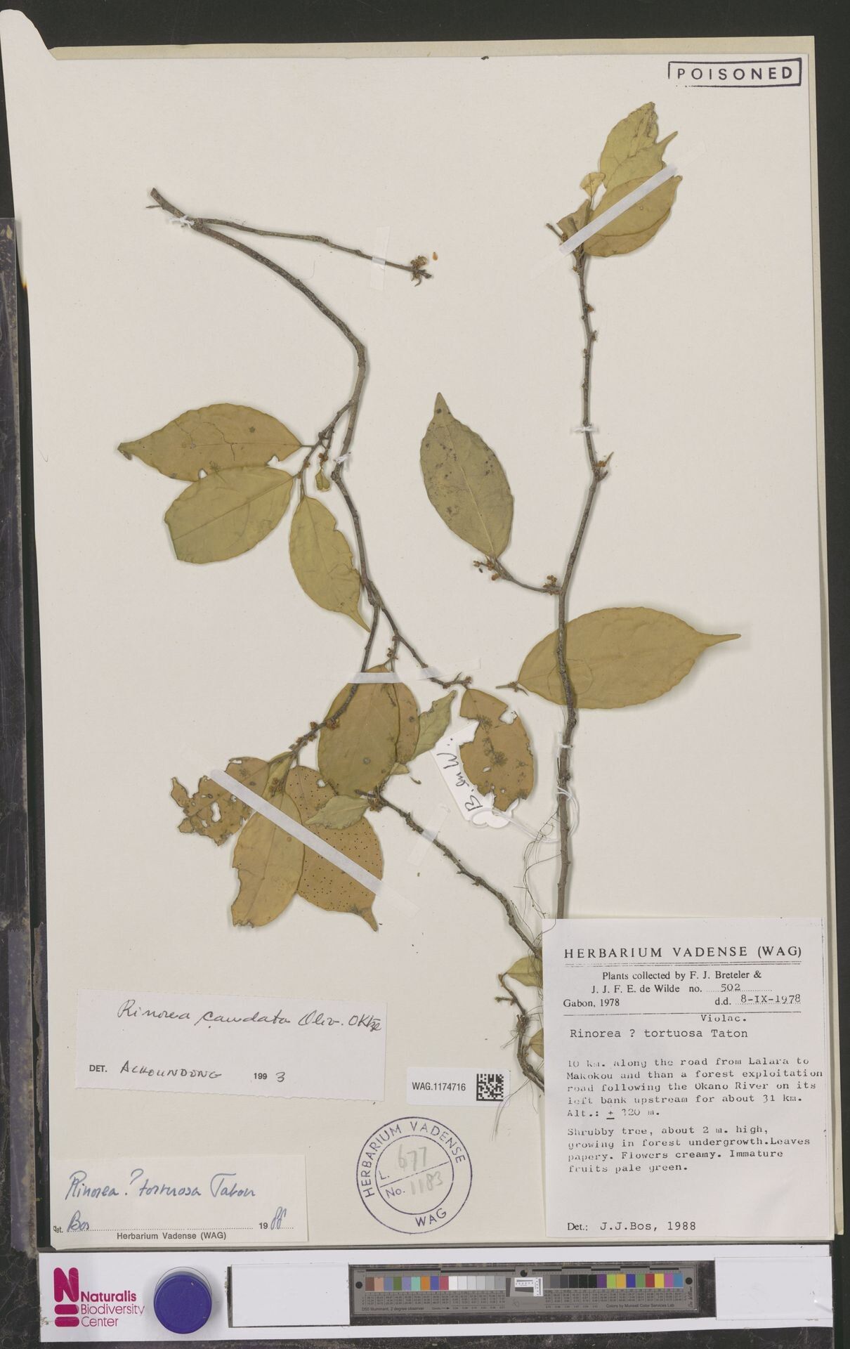 Rinorea tortuosa — houseplant care guide