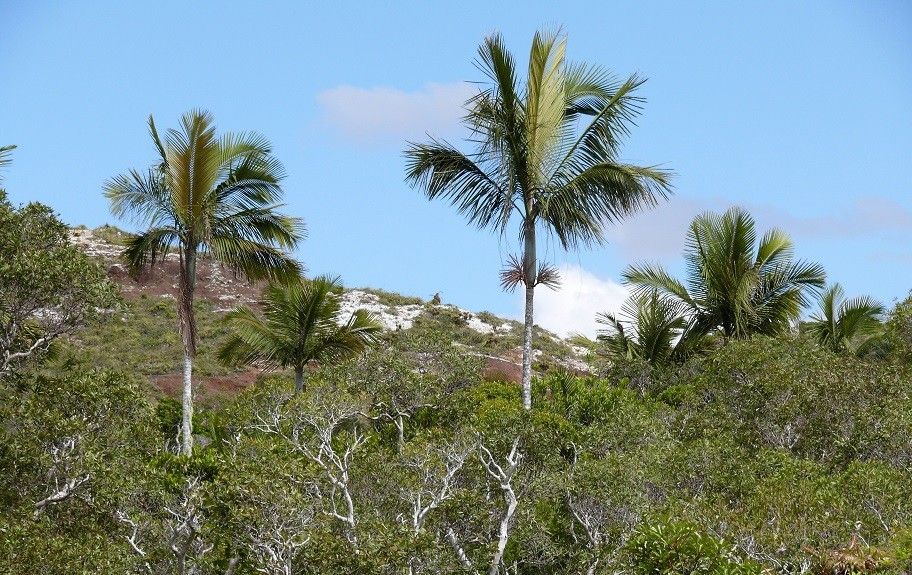 Chambeyronia magnifica habit