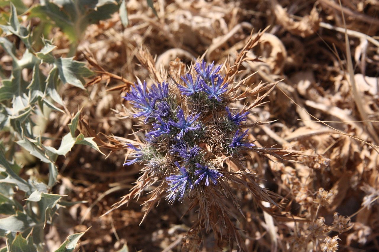 Cardopatium amethystinum habit