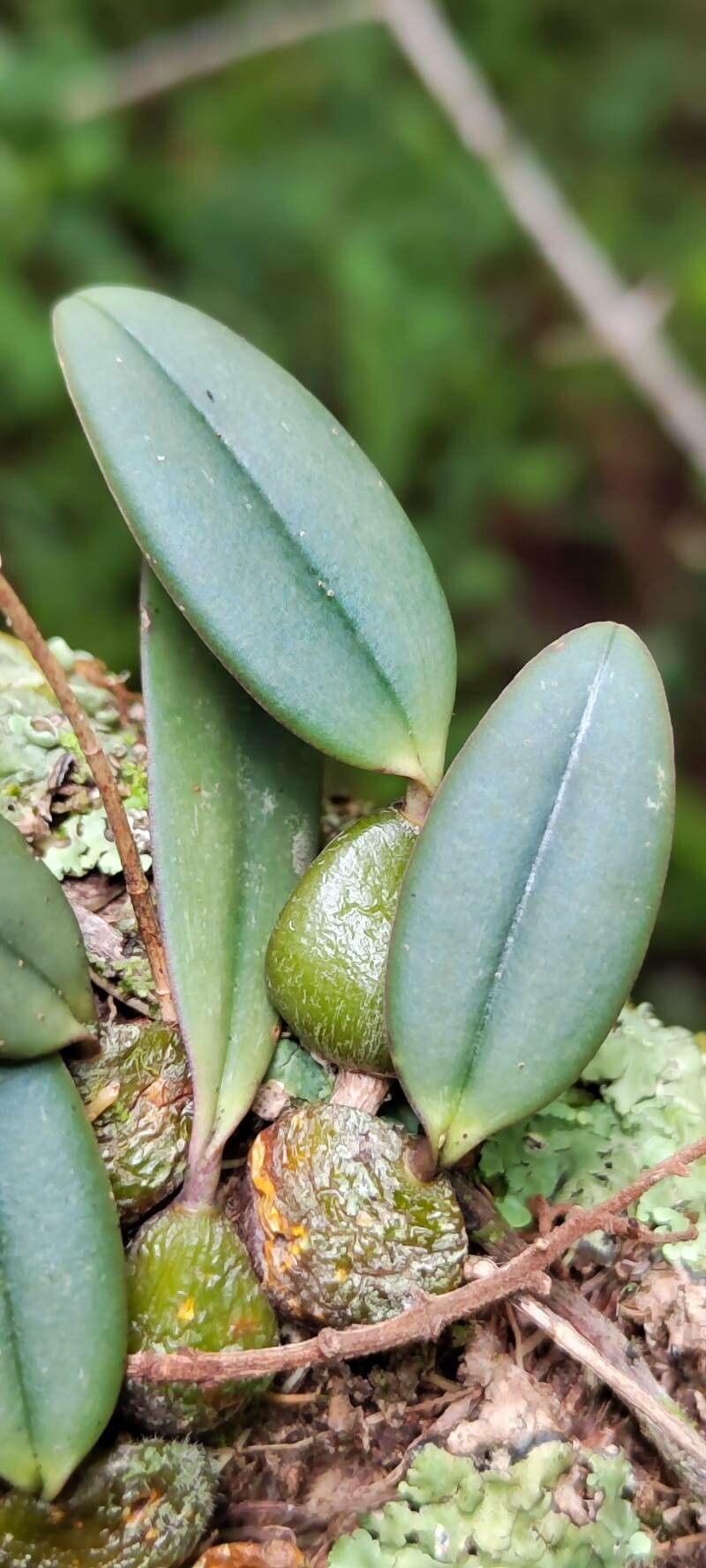 Bulbophyllum oxychilum — houseplant care guide