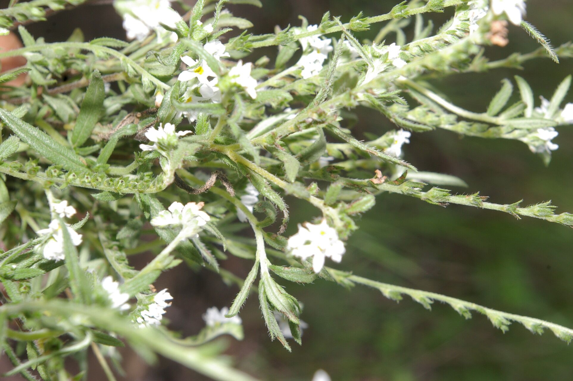 Heliotropium filiforme flower