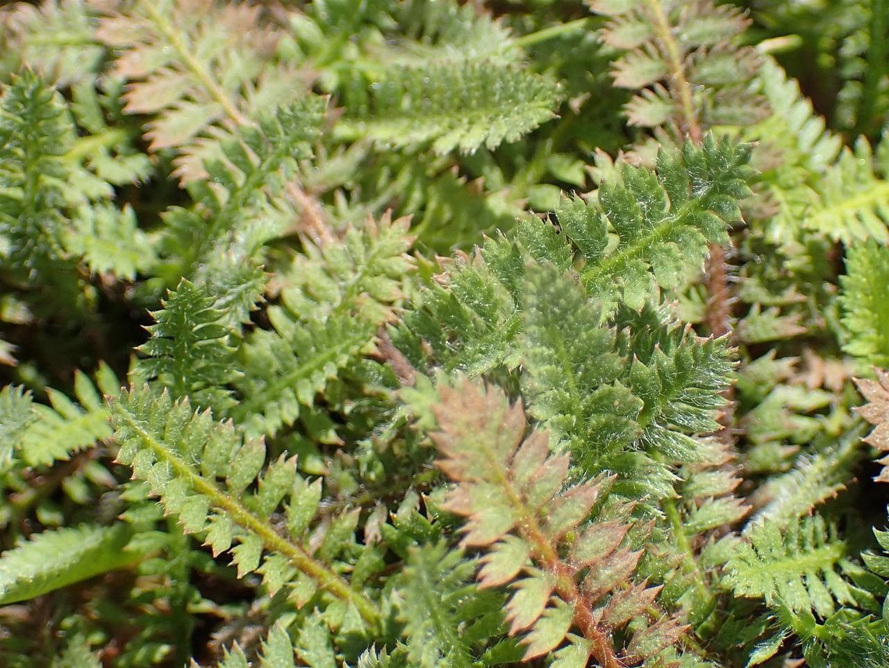 Leptinella potentillina habit
