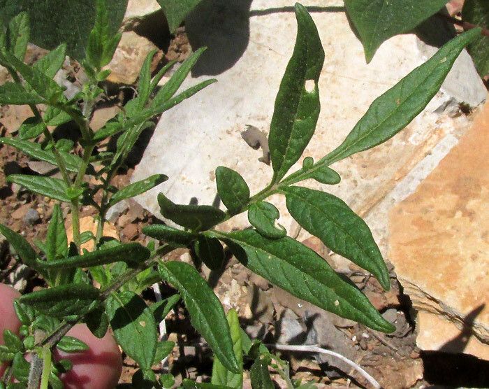 Solanum polyadenium — houseplant care guide