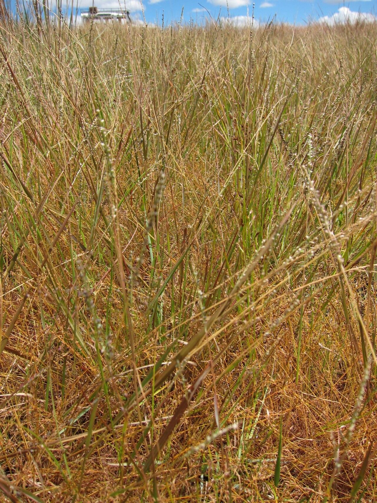 Setaria scottii — houseplant care guide