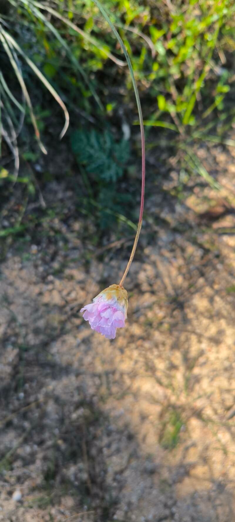 Armeria macrophylla flower