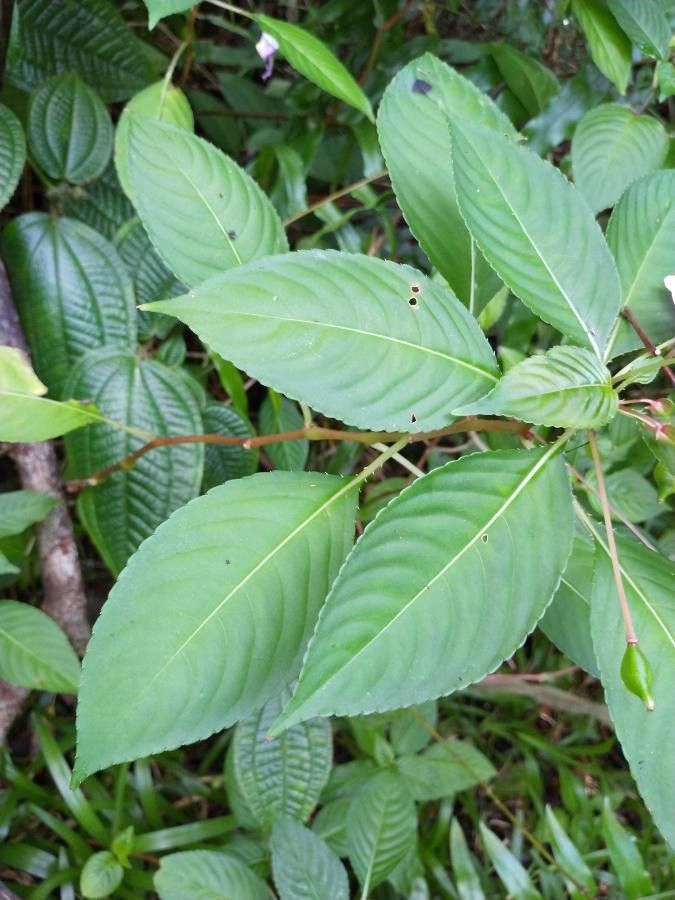 Impatiens wallerana — search result for 'Impatiens'