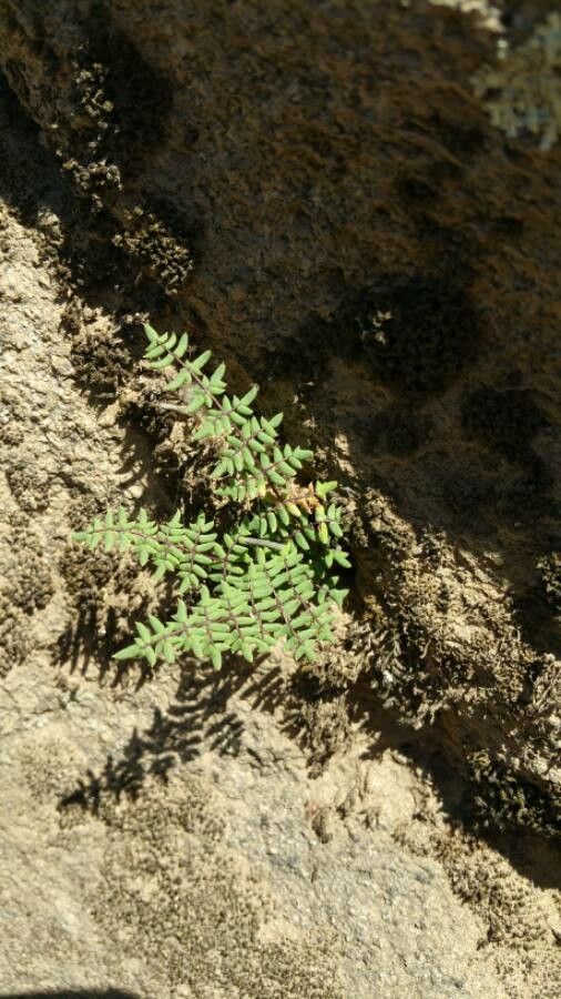 Pellaea glabella habit