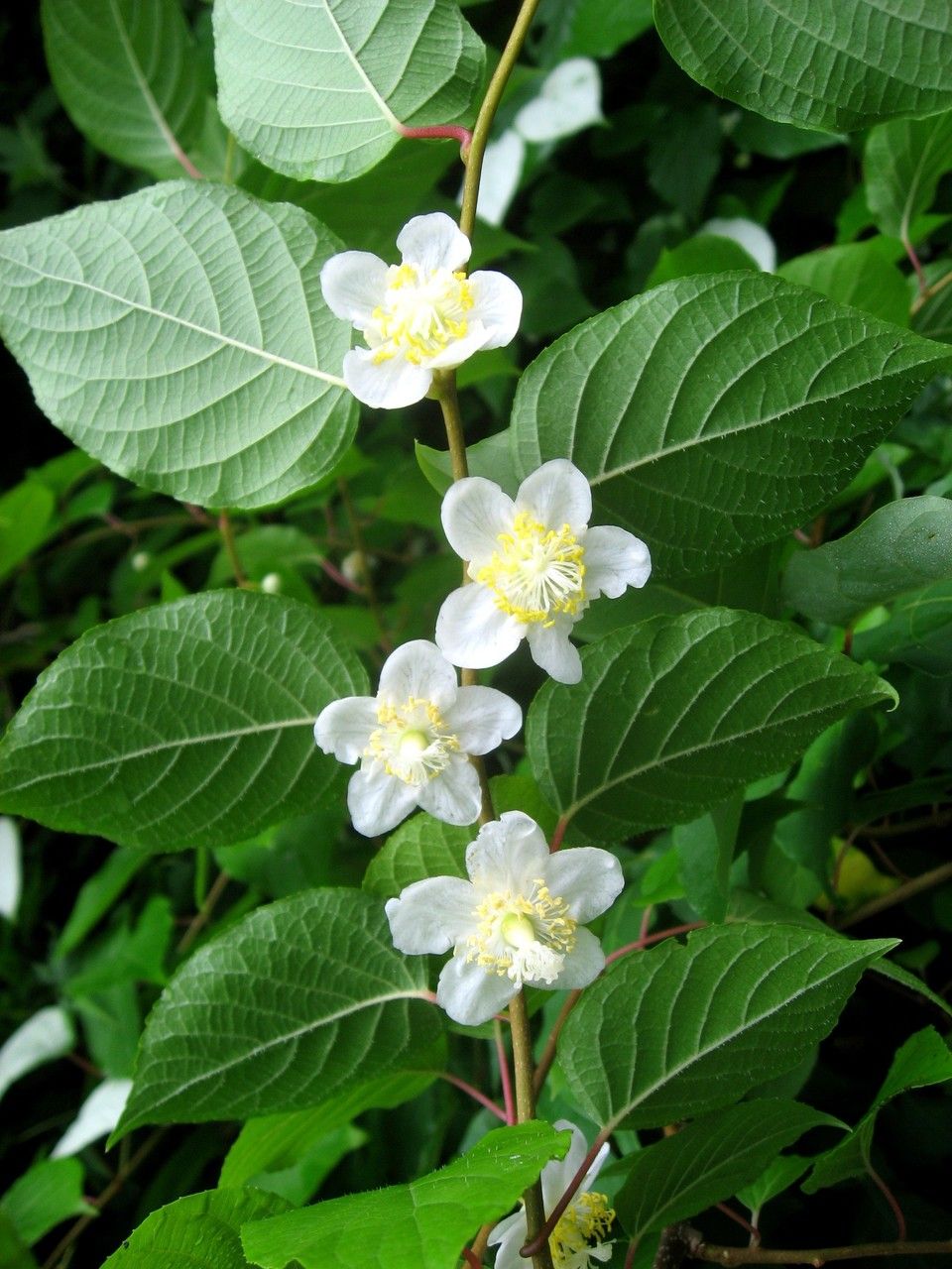 Actinidia polygama flower