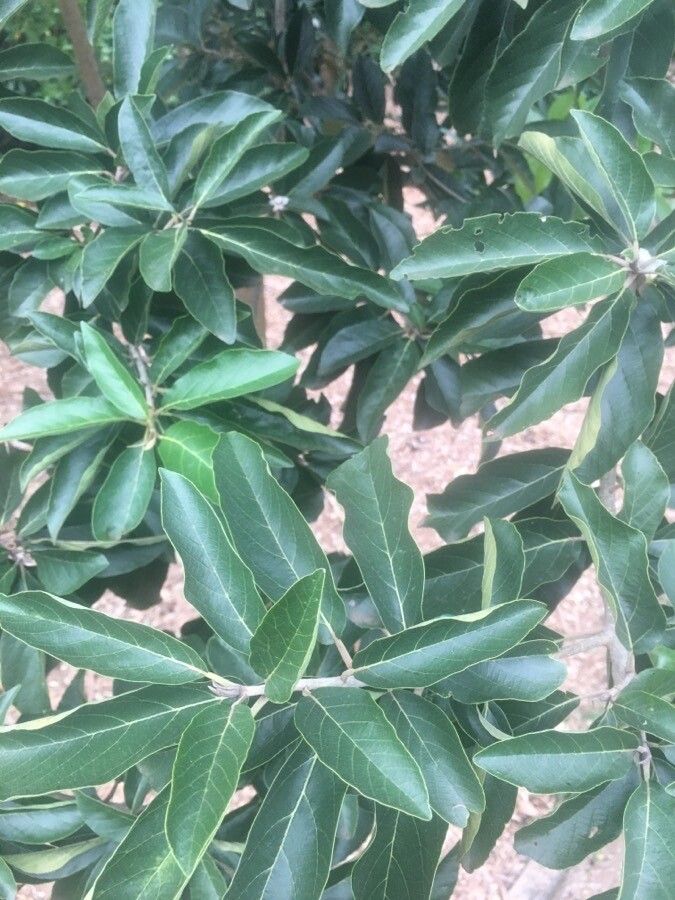 Cordia glazioviana — search result for 'Cordia'