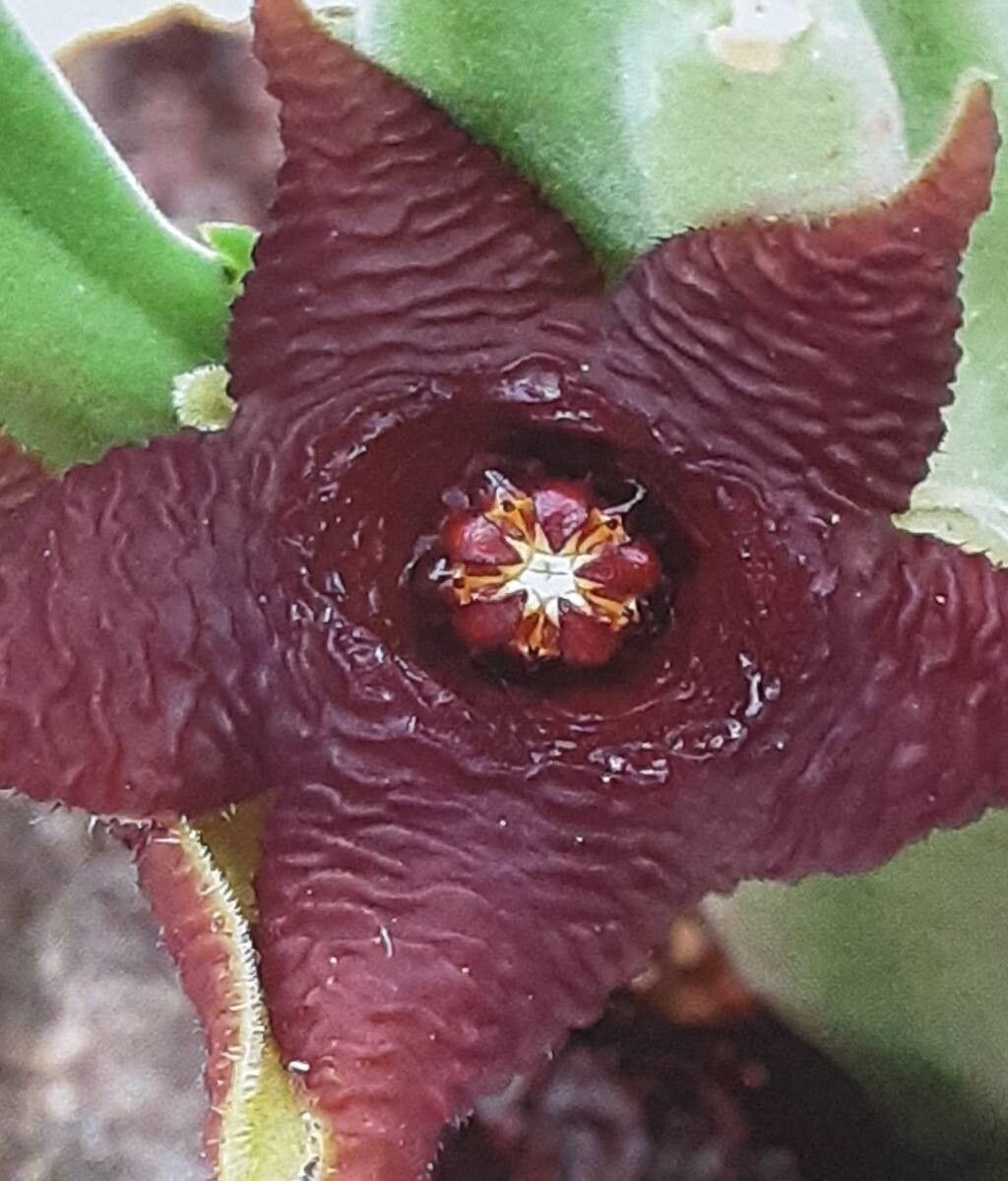 Stapelia kwebensis flower
