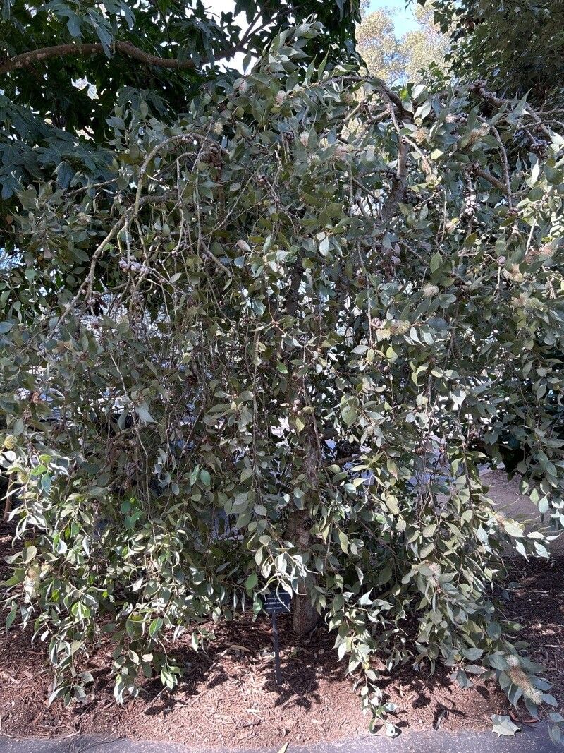 Hakea petiolaris habit