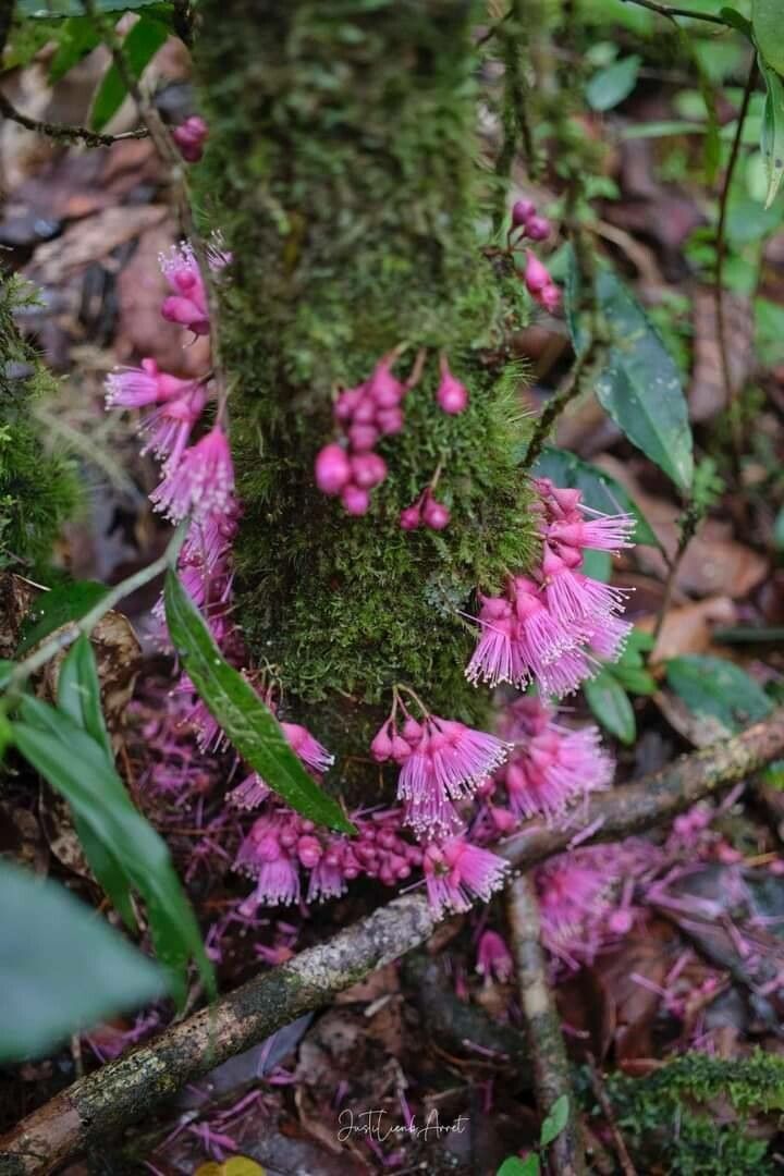 Syzygium cymosum flower