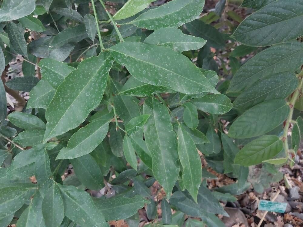 Glycosmis cochinchinensis — related species from the same genus