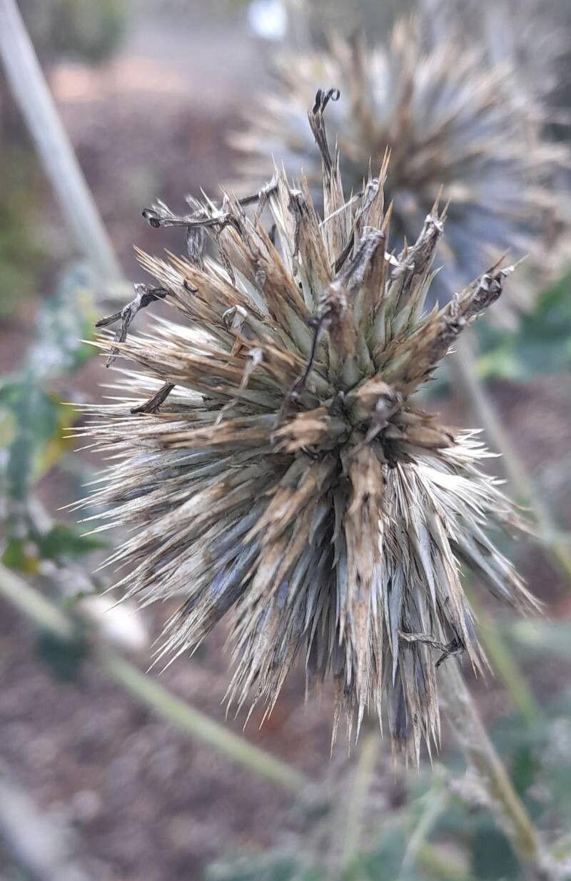 Echinops davuricus fruit