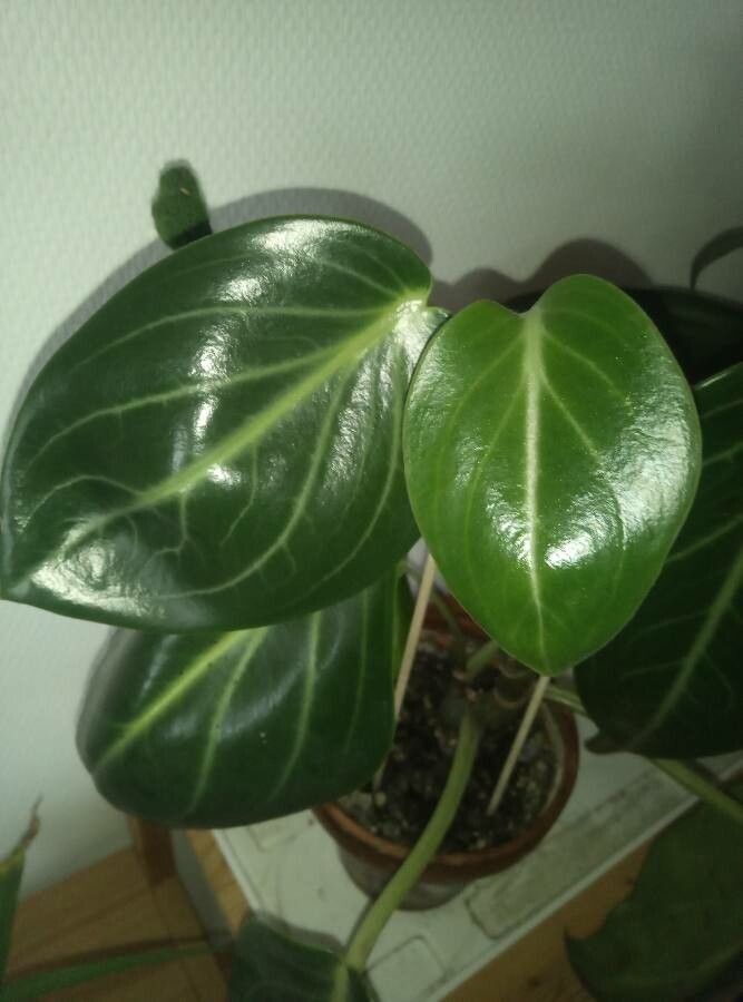 Peperomia maculosa