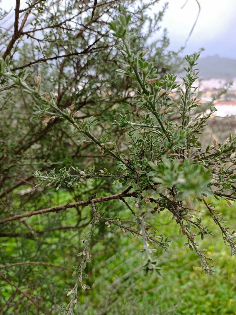 Teline canariensis bark
