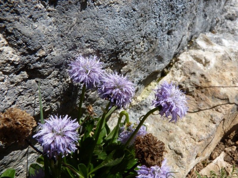 Globularia fuxeensis habit