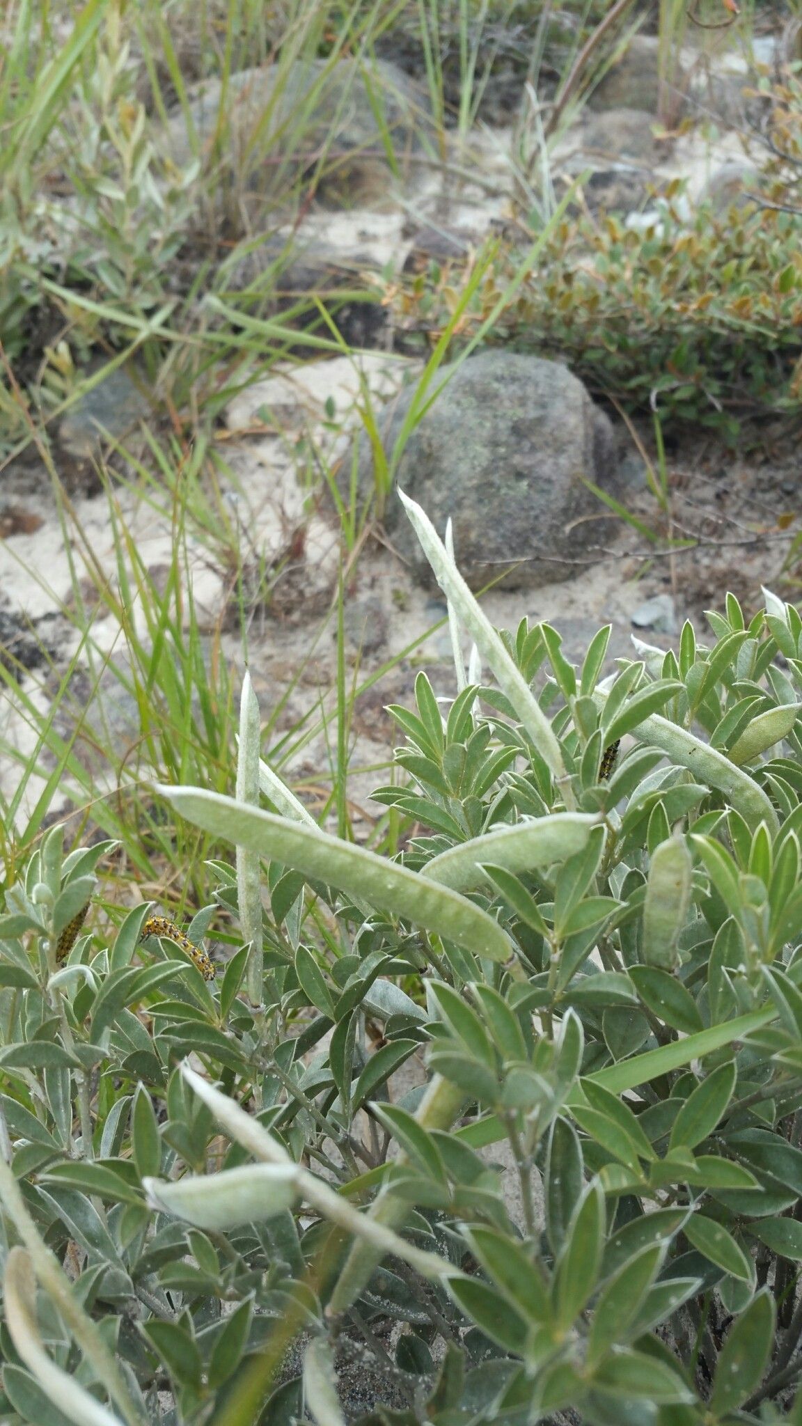 Argyrolobium itremoense habit