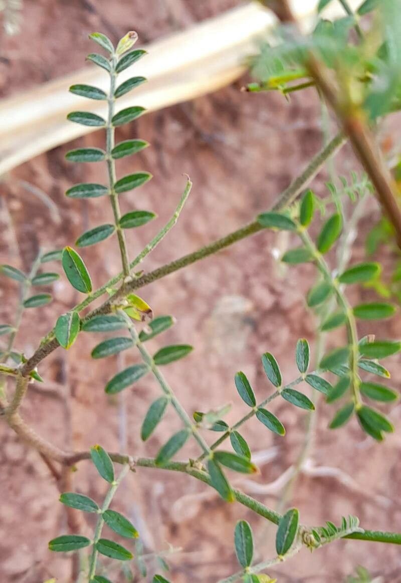 Adesmia filipes — houseplant care guide