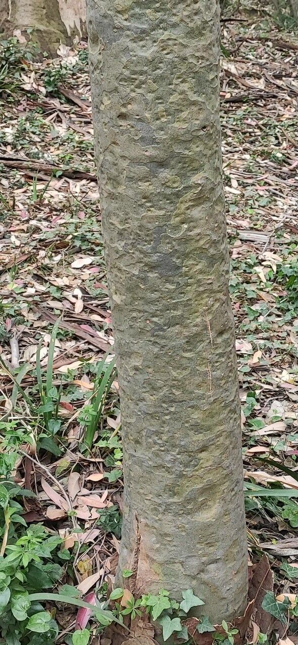 Corymbia maculata bark