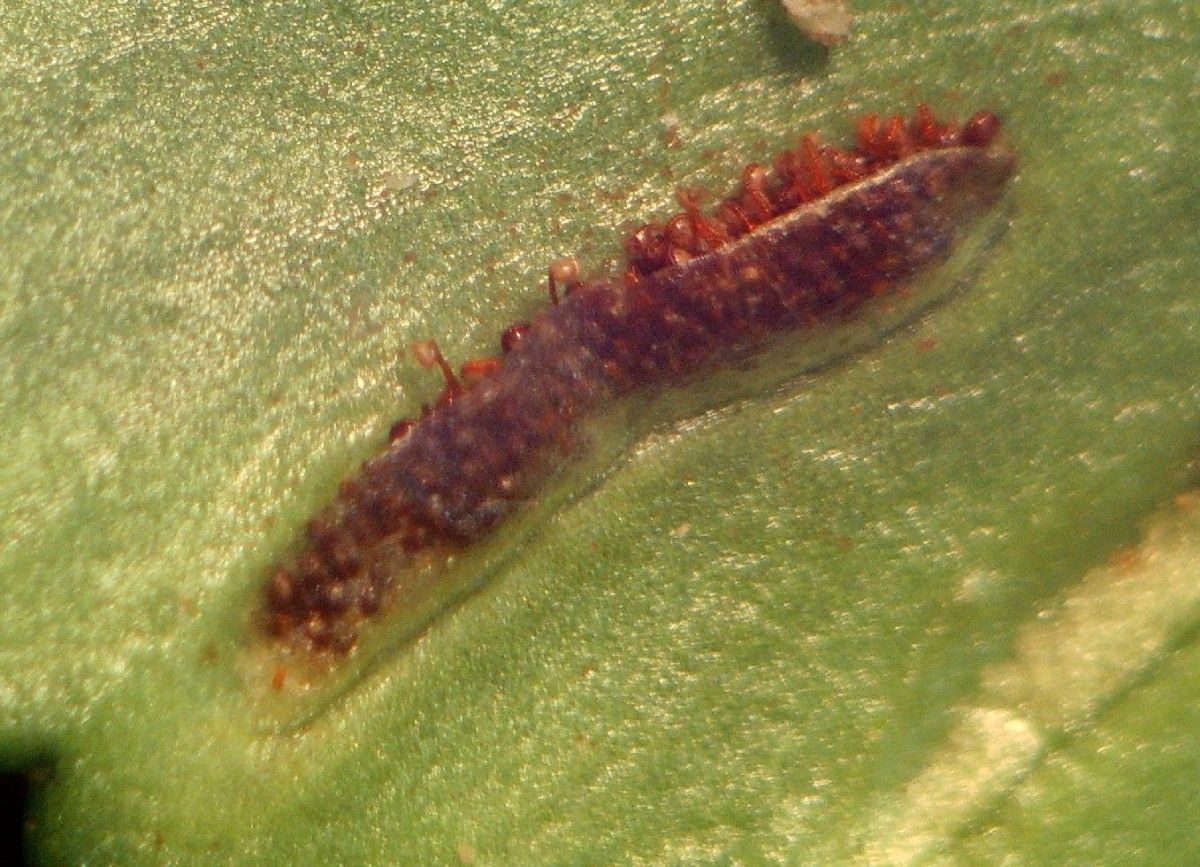 Asplenium marinum fruit