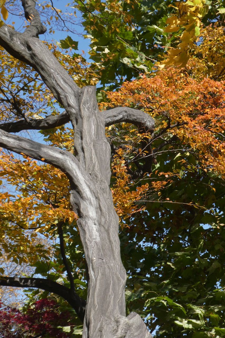 Carpinus laxiflora bark