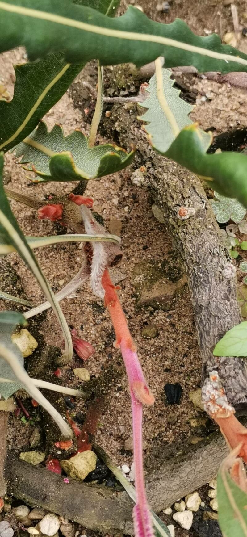 Banksia gardneri bark