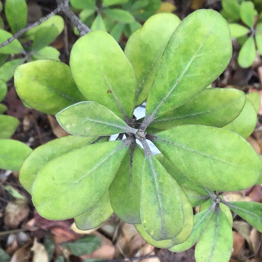 Pittosporum ralphii — search result for 'Pittosporum'