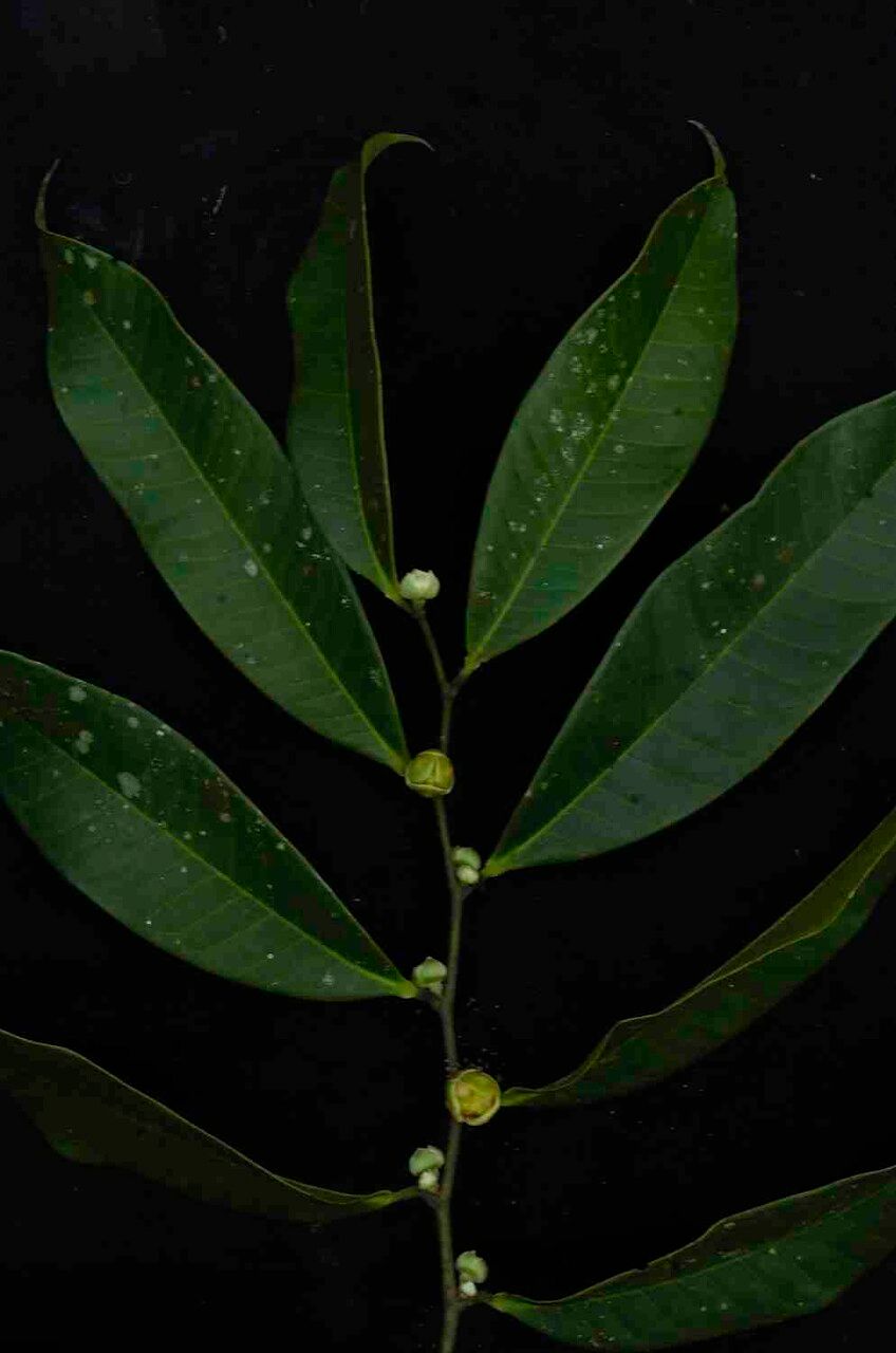 Guatteria blepharophylla other