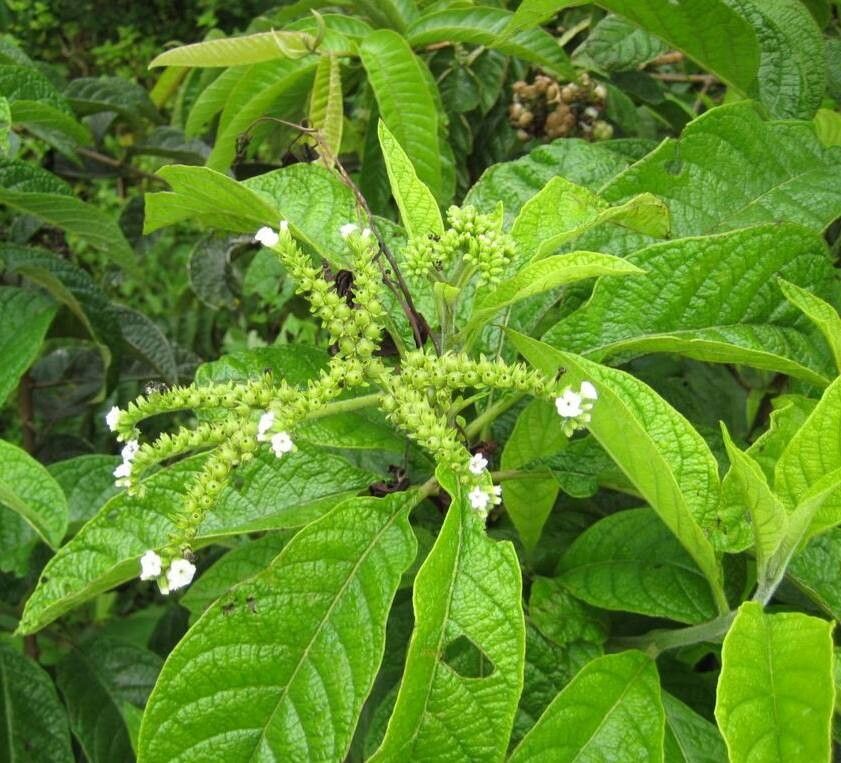 Tournefortia rufosericea flower
