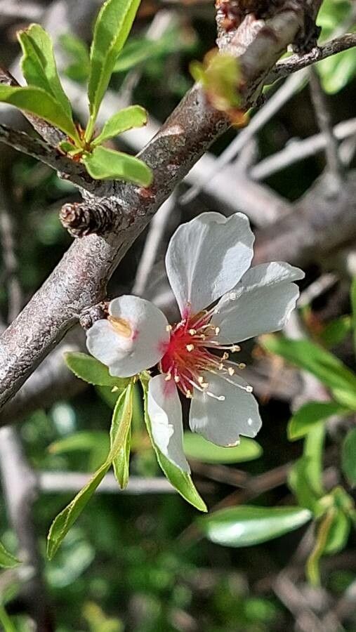 Prunus webbii flower