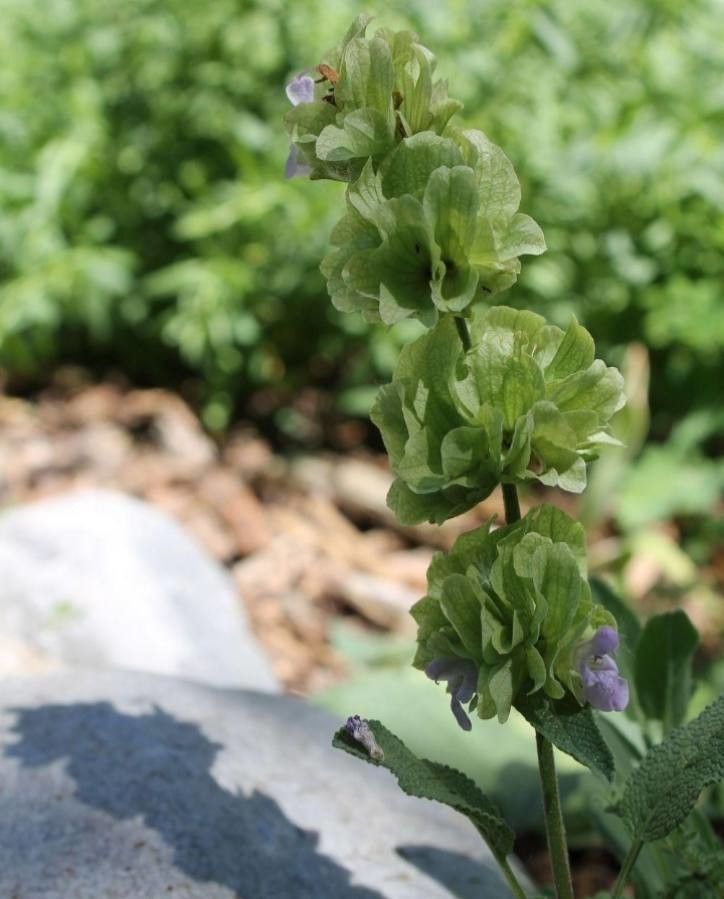 Salvia absconditiflora
