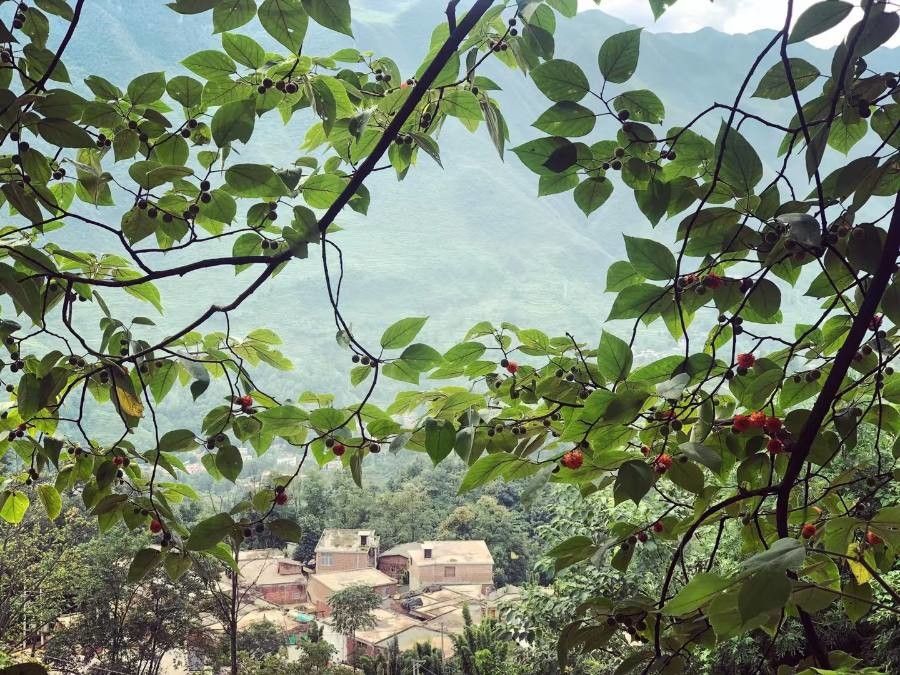 Broussonetia kazinoki habit