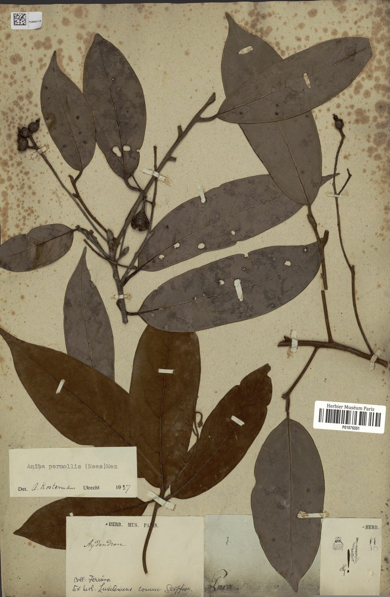 Aniba permollis leaf