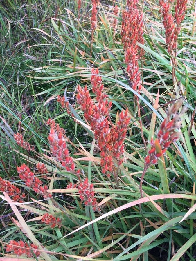 Narthecium ossifragum fruit